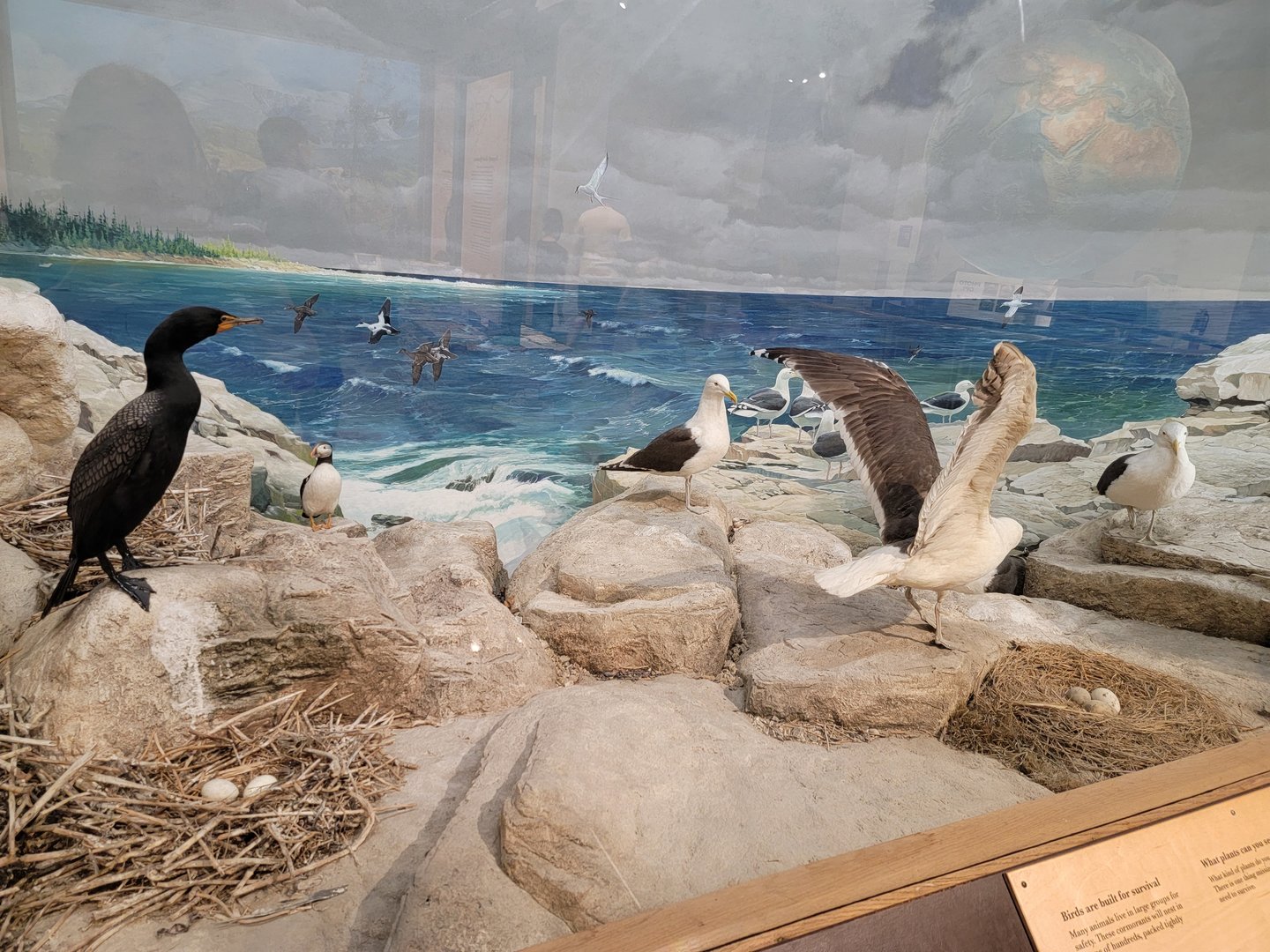 MOS Boston - New England Habitats, Sea Birds