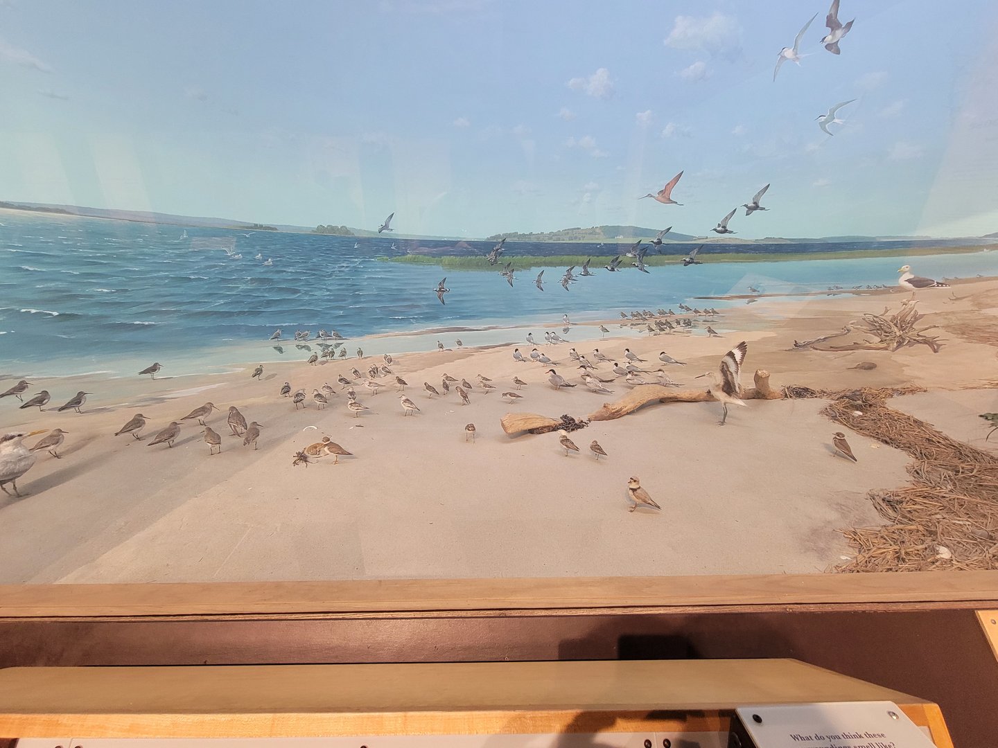 MOS Boston - New England Habitats, Shore Birds