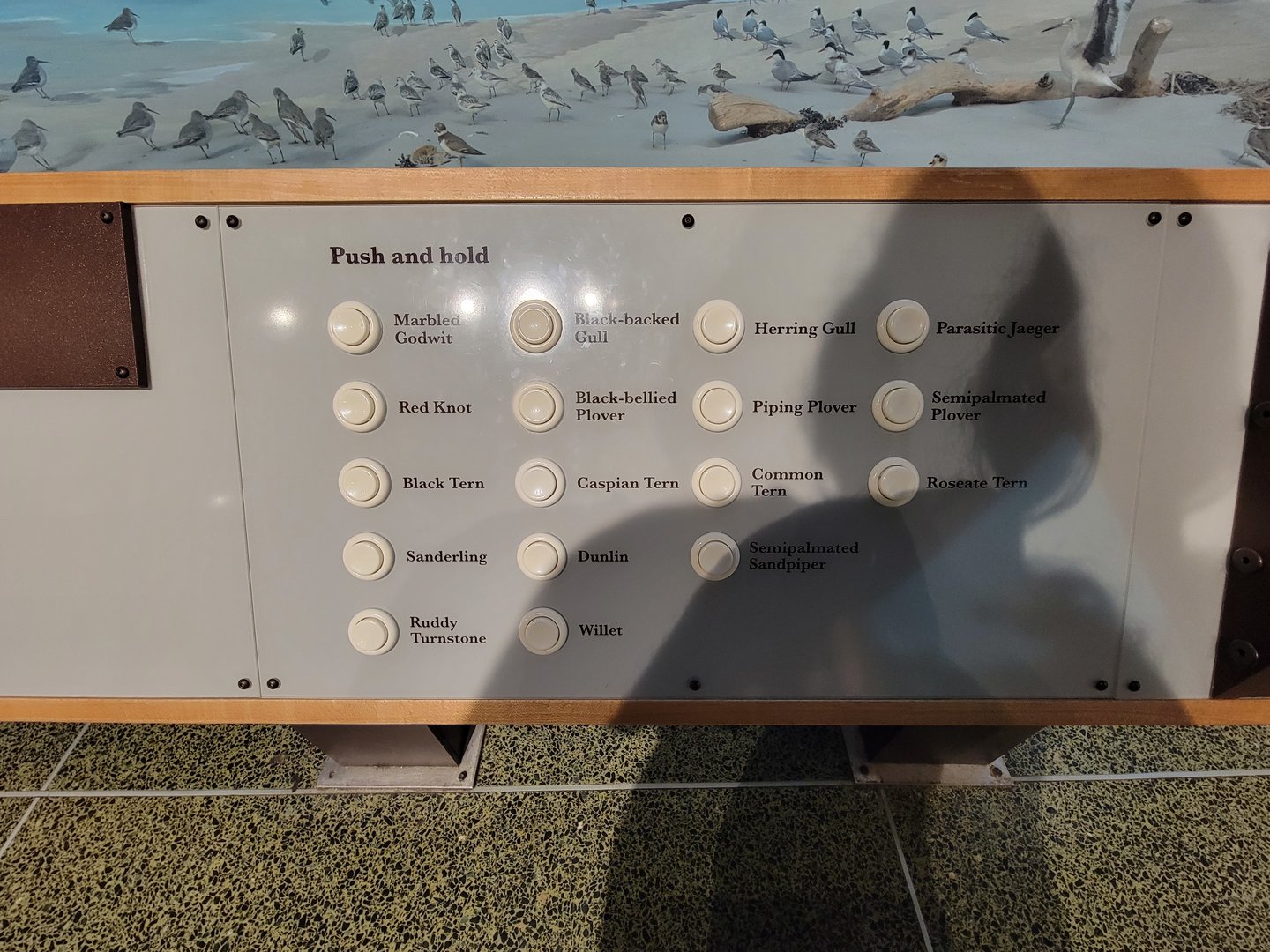 MOS Boston - New England Habitats, Shore Birds