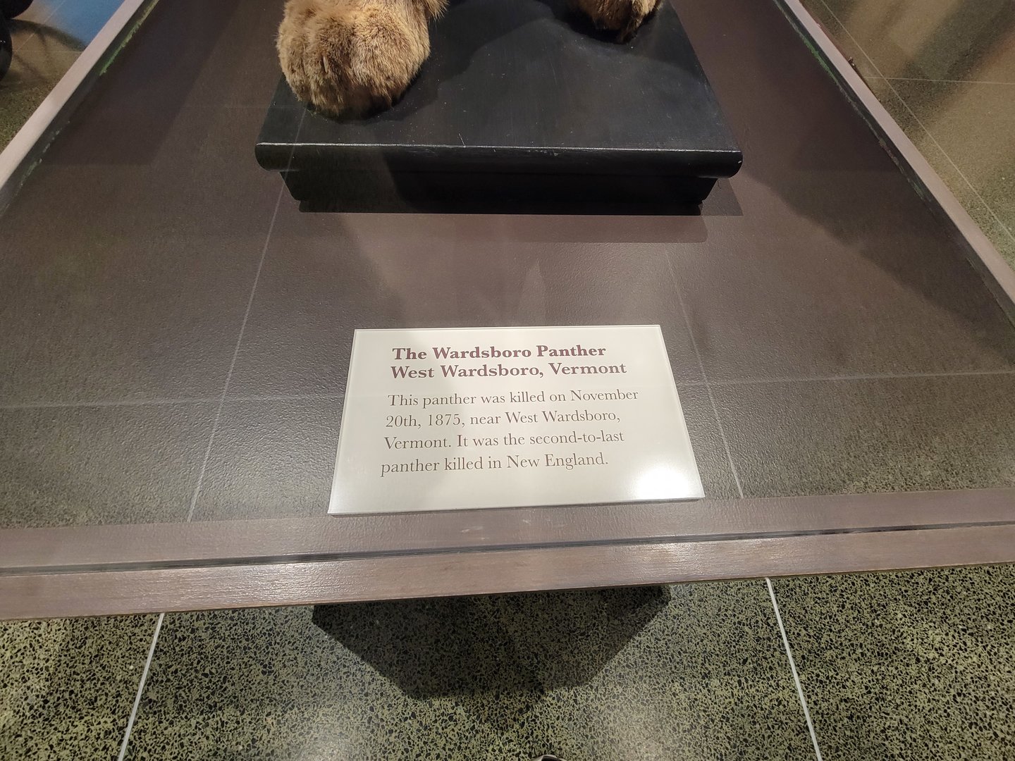 MOS Boston - New England Habitats, The Wardsboro Panther