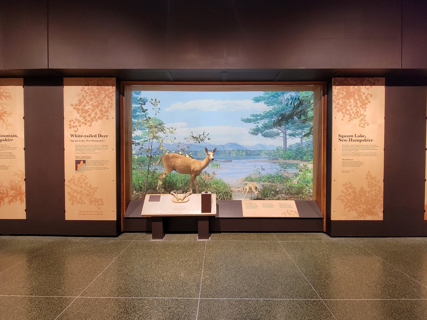 MOS Boston - New England Habitats, White-tailed Deer