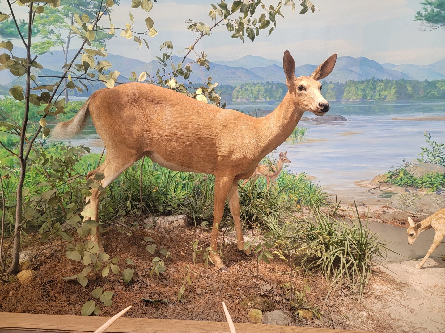 MOS Boston - New England Habitats, White-tailed Deer