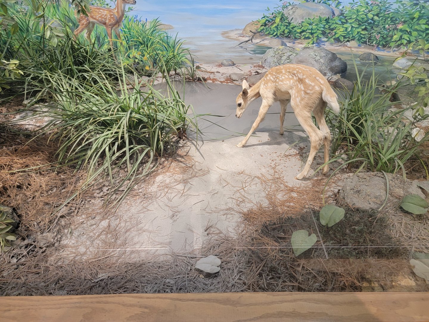 MOS Boston - New England Habitats, White-tailed Deer