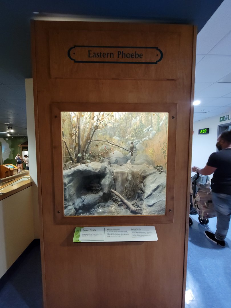 MOS Boston - Science Live! Stage area, Eastern Phoebe