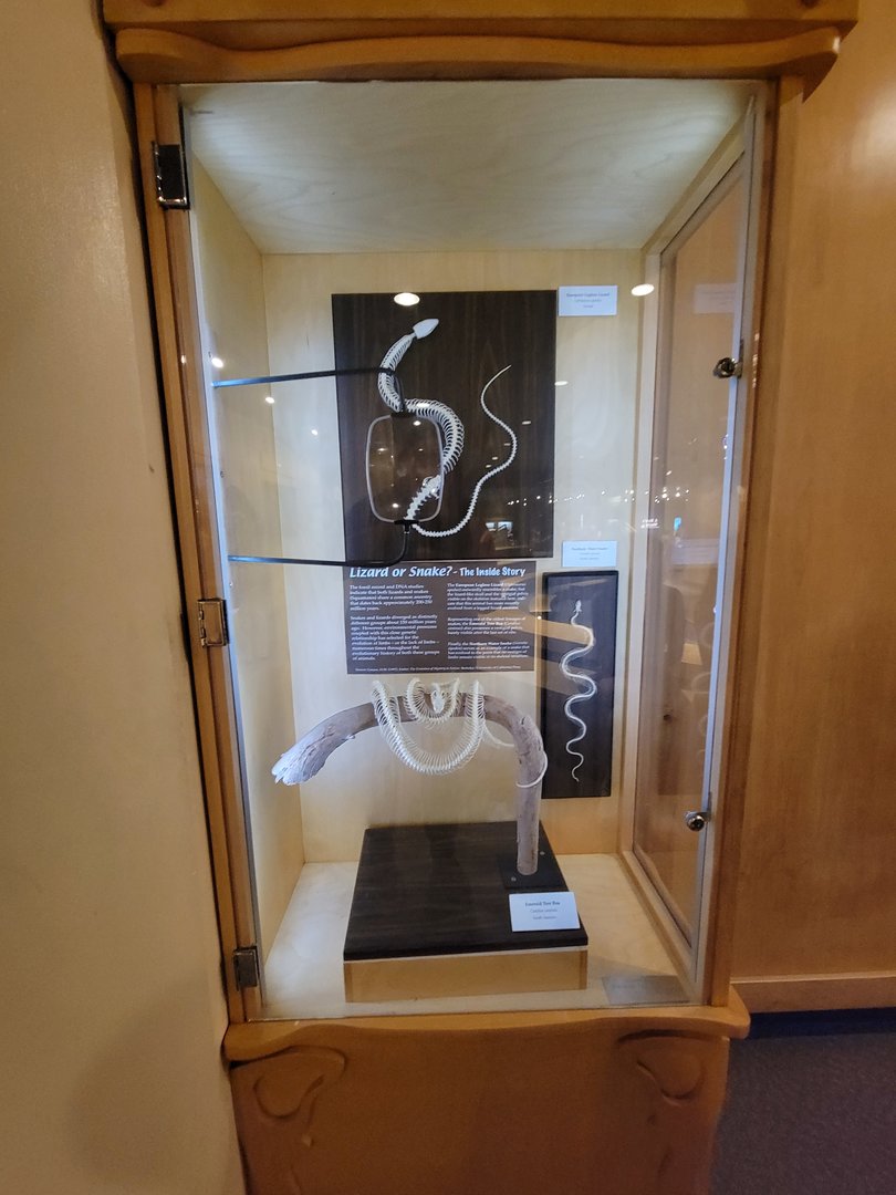 MOS Boston - Science Live! Stage area, Lizard or Snake?