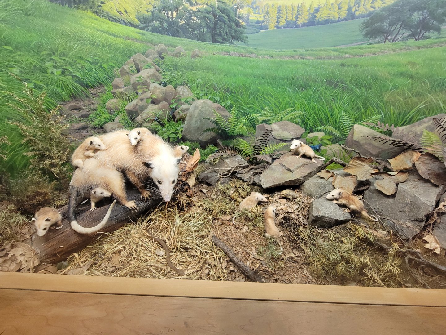 MOS Boston - Science Live! Stage area, Virginia Opossum with lots of babies