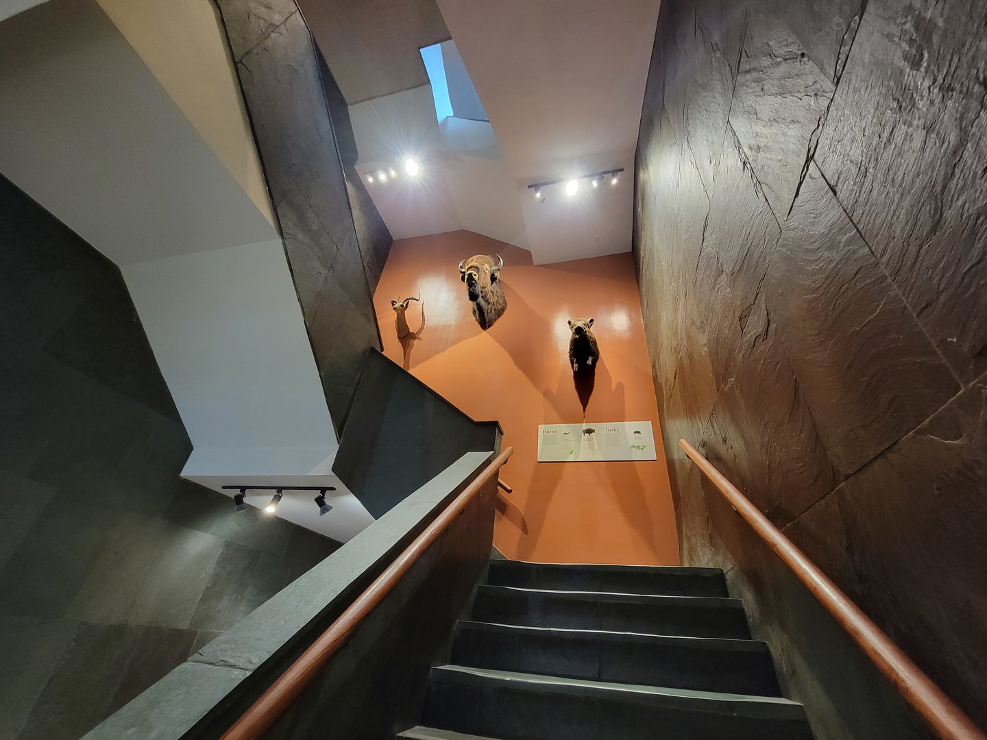 MOS Boston - Ungulate mounts in green wing stairwell