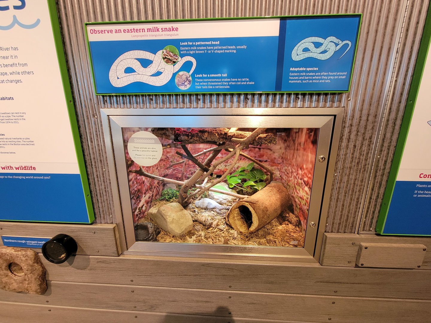 MOS Boston - Yawkey Gallery, eastern milk snake