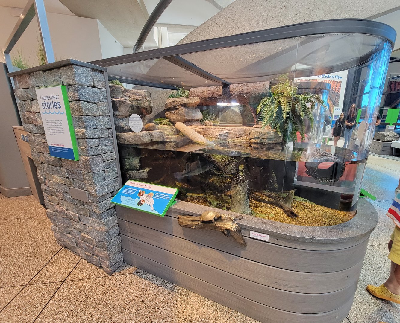 MOS Boston - Yawkey Gallery, painted turtles and largemouth bass