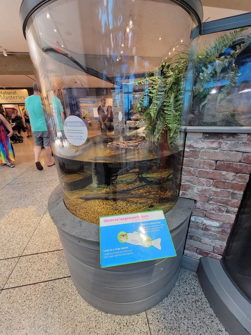 MOS Boston - Yawkey Gallery, painted turtles and largemouth bass