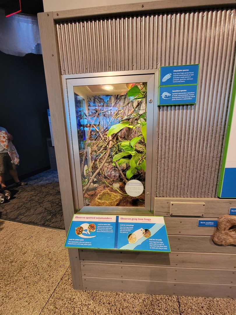 MOS Boston - Yawkey Gallery, spotted salamanders and gray treefrogs