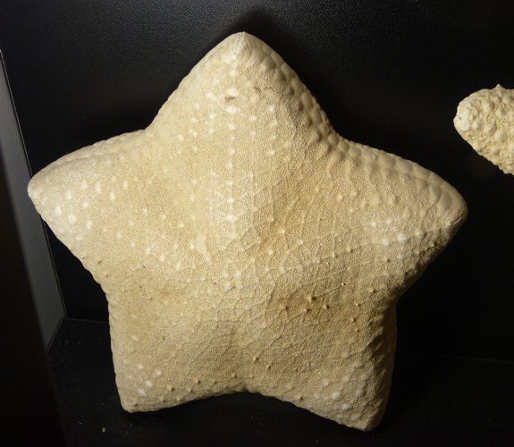 Mosaic cushion starfish (Halityle regularis)