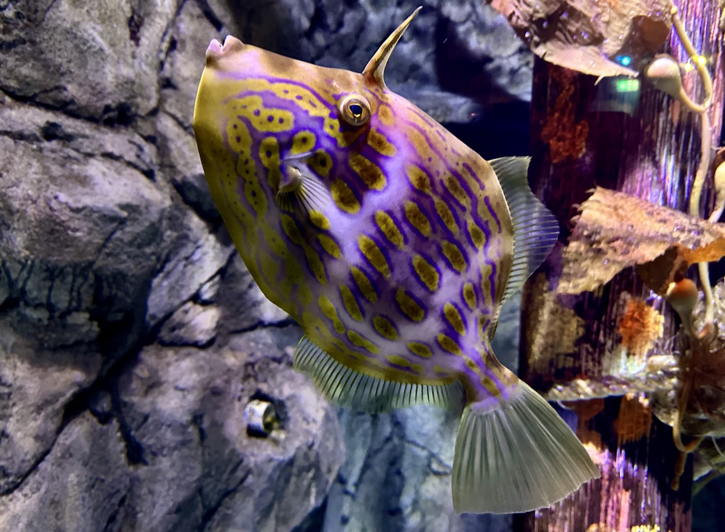 Mosaic leatherjacket (Eubalichthys mosaicus)