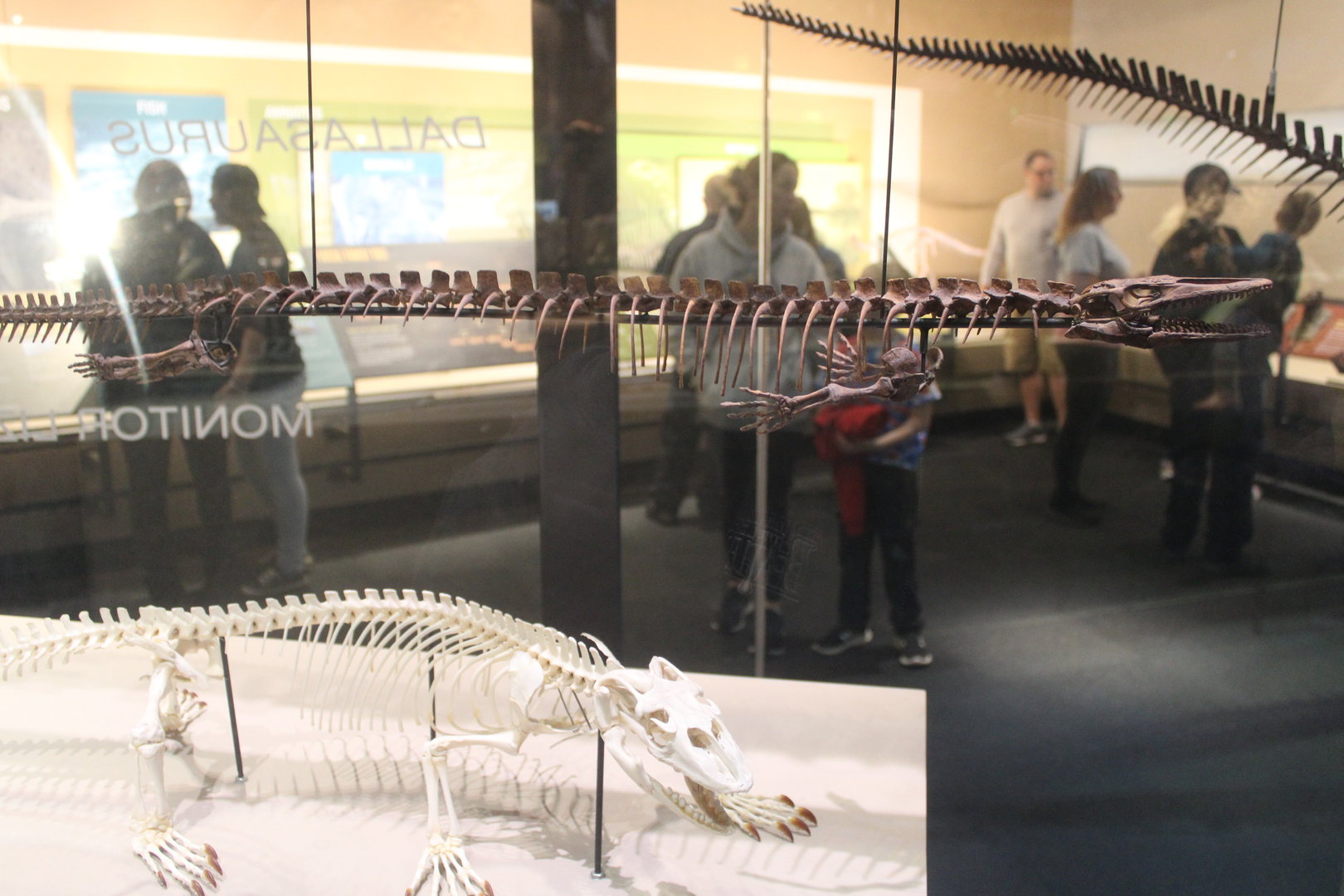 Mosasaur Evolution (Dallasaurus turneri) (Varanus sp.)
