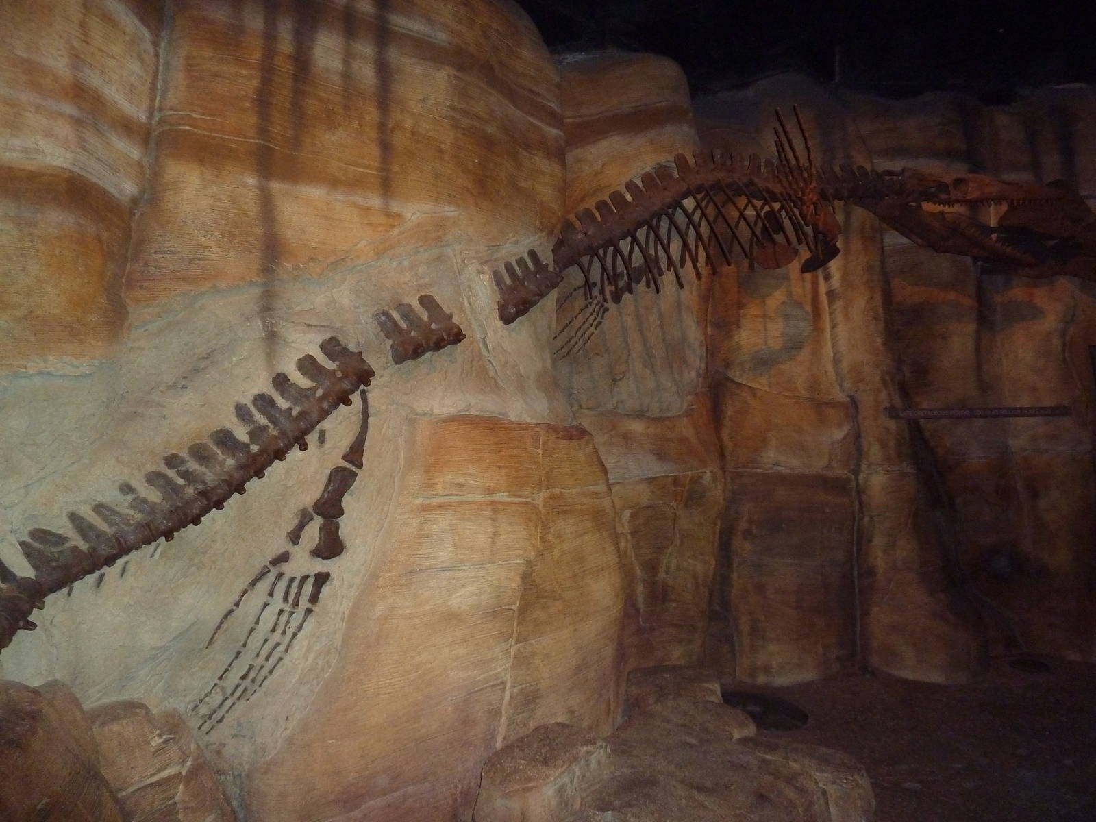 Mosasaur Skeleton