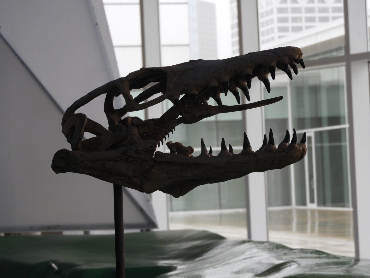 Mosasaur skull - Great Lakes Future - Reiman Aquarium