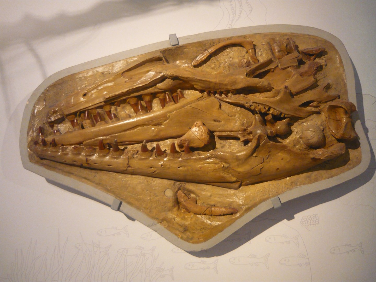 Mosasaur skull