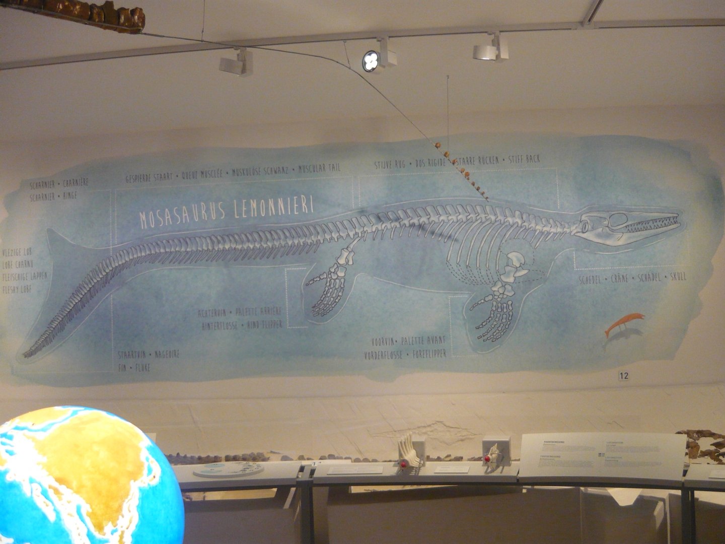 Mosasaurus lemonnieri information on the wall