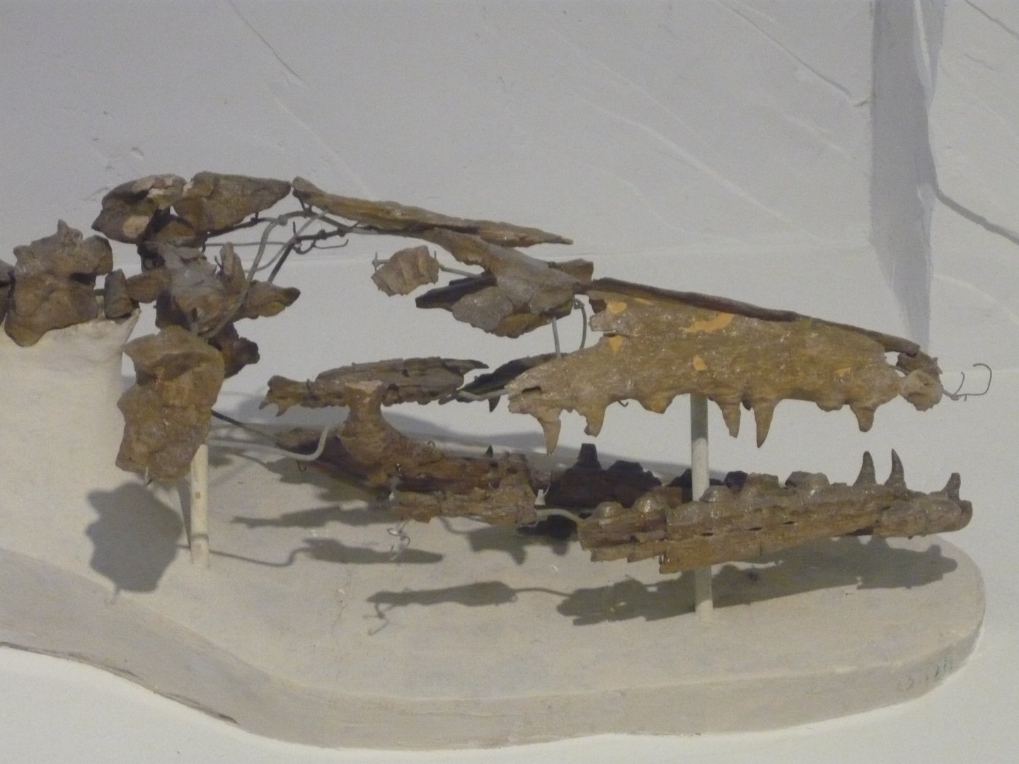 Mosasaurus lemonnieri skull
