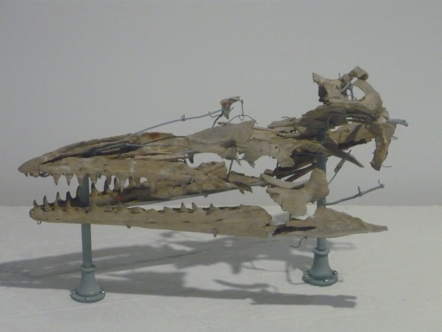 Mosasaurus lemonnieri skull