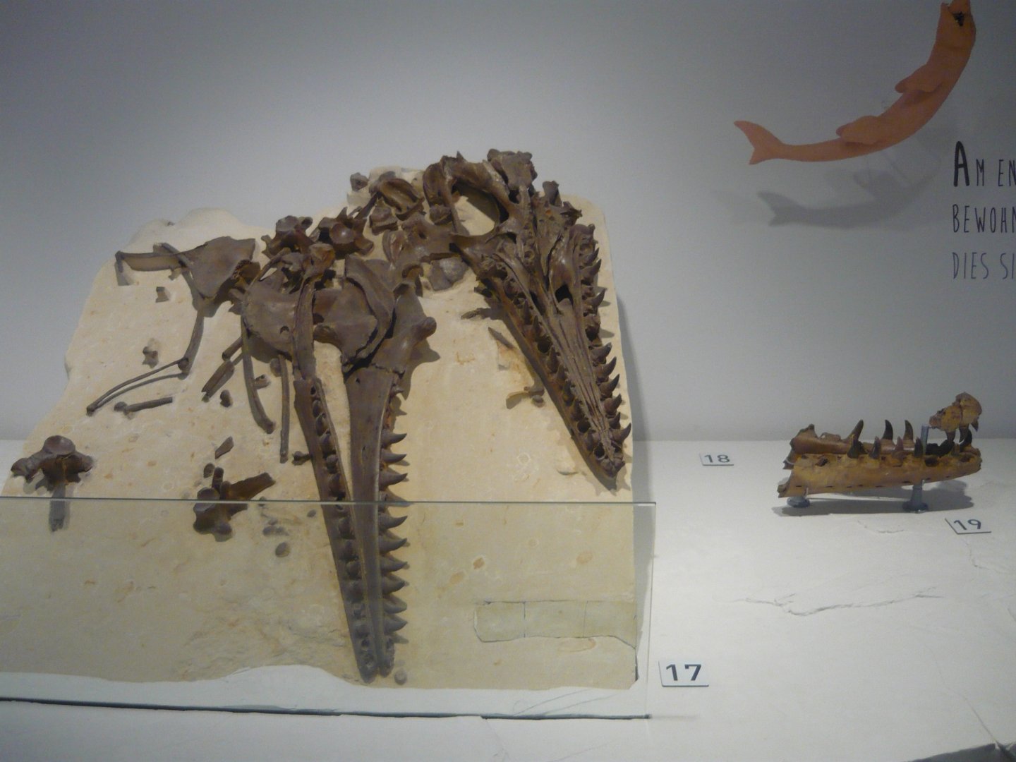 Mosasaurus lemonnieri skull