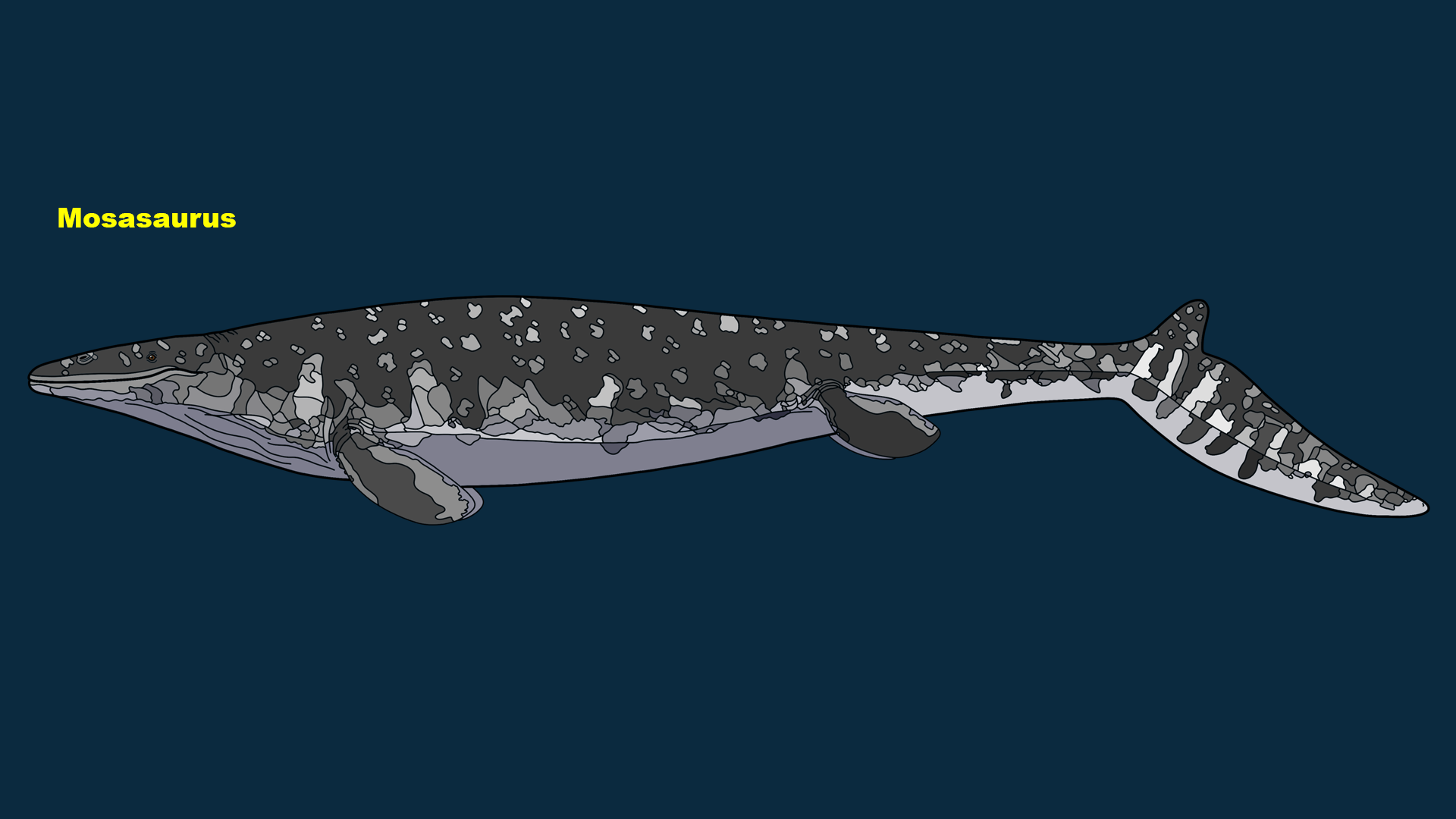 Mosasaurus (Mosasaurus hoffmannii)