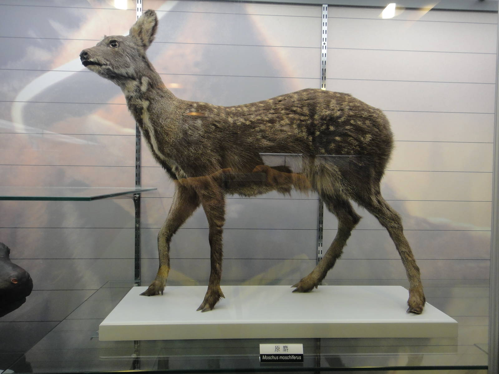 Moschus moschiferus