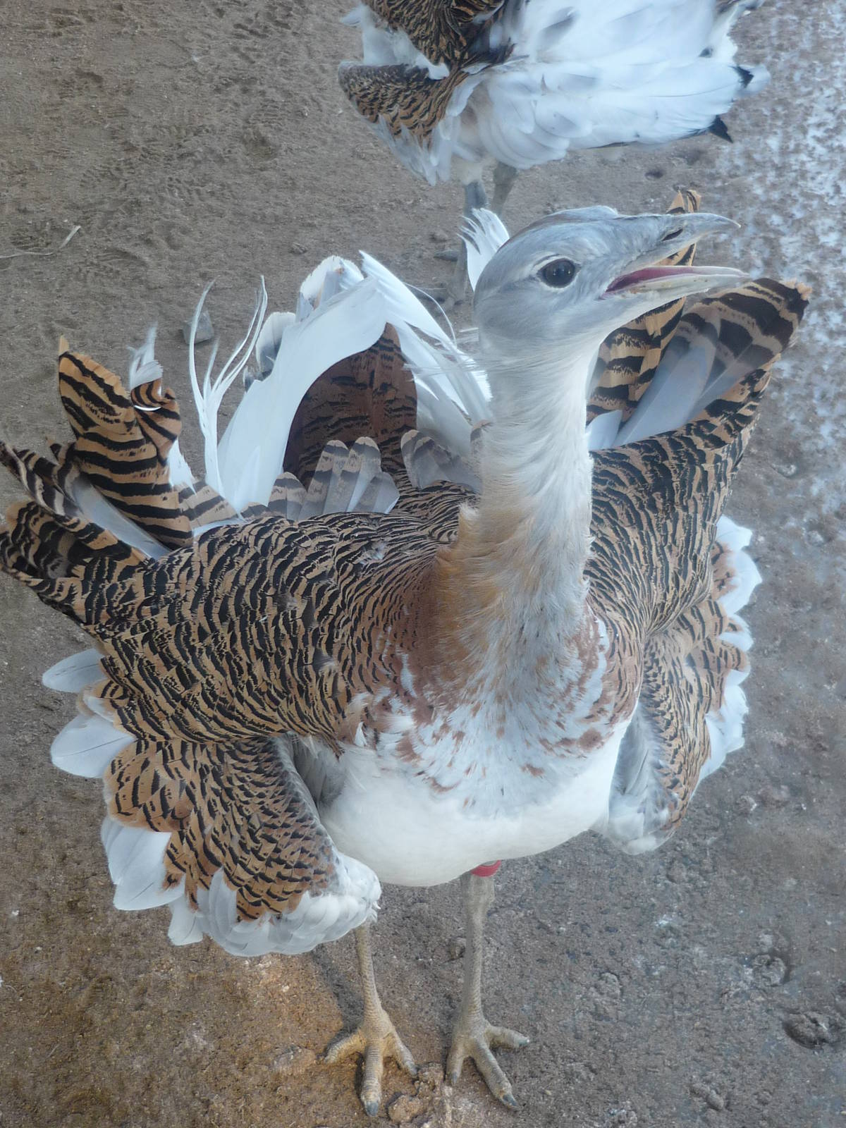 Moscow Zoo Breeding Facility