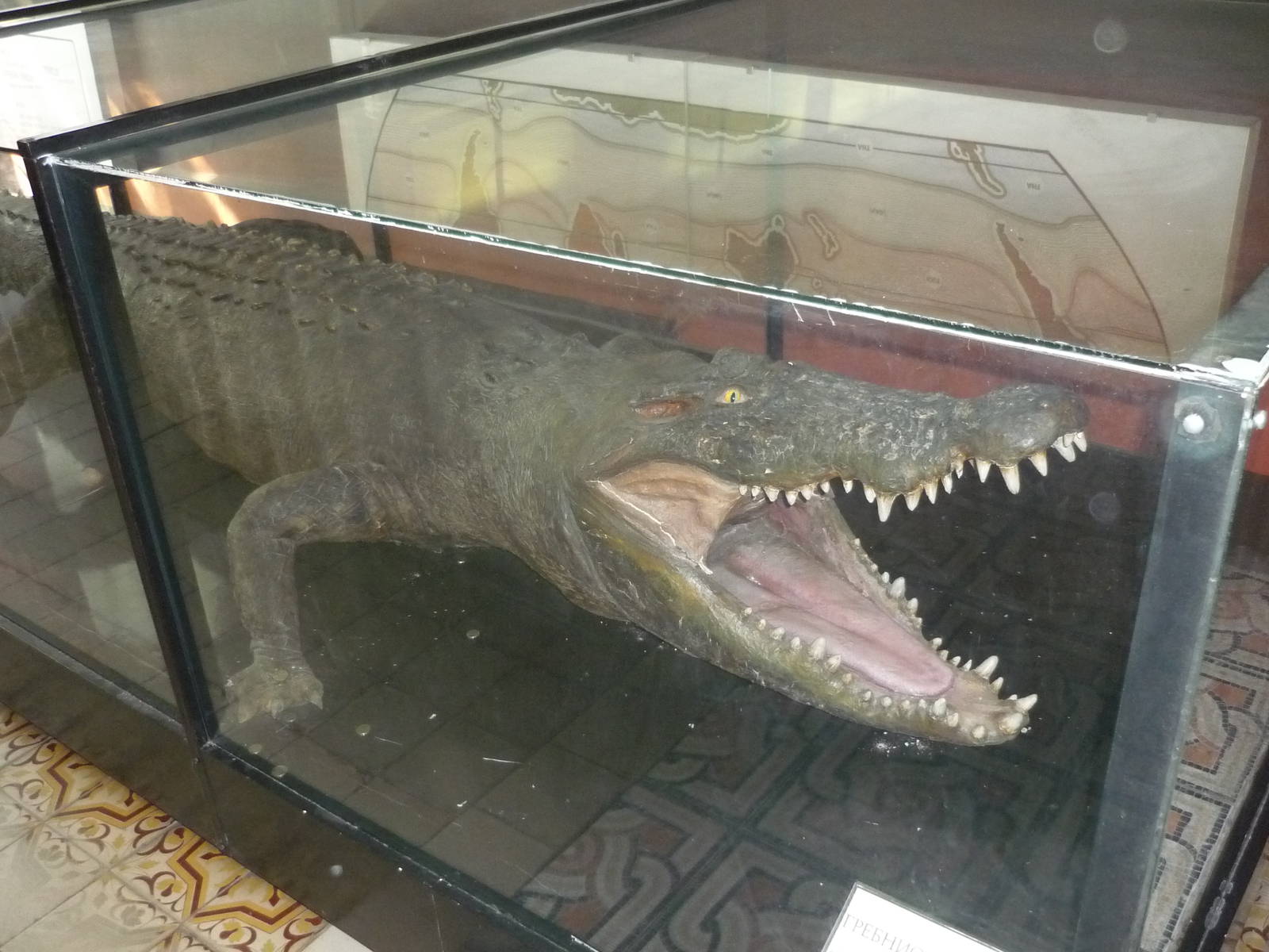 Moscow Zoological Museum