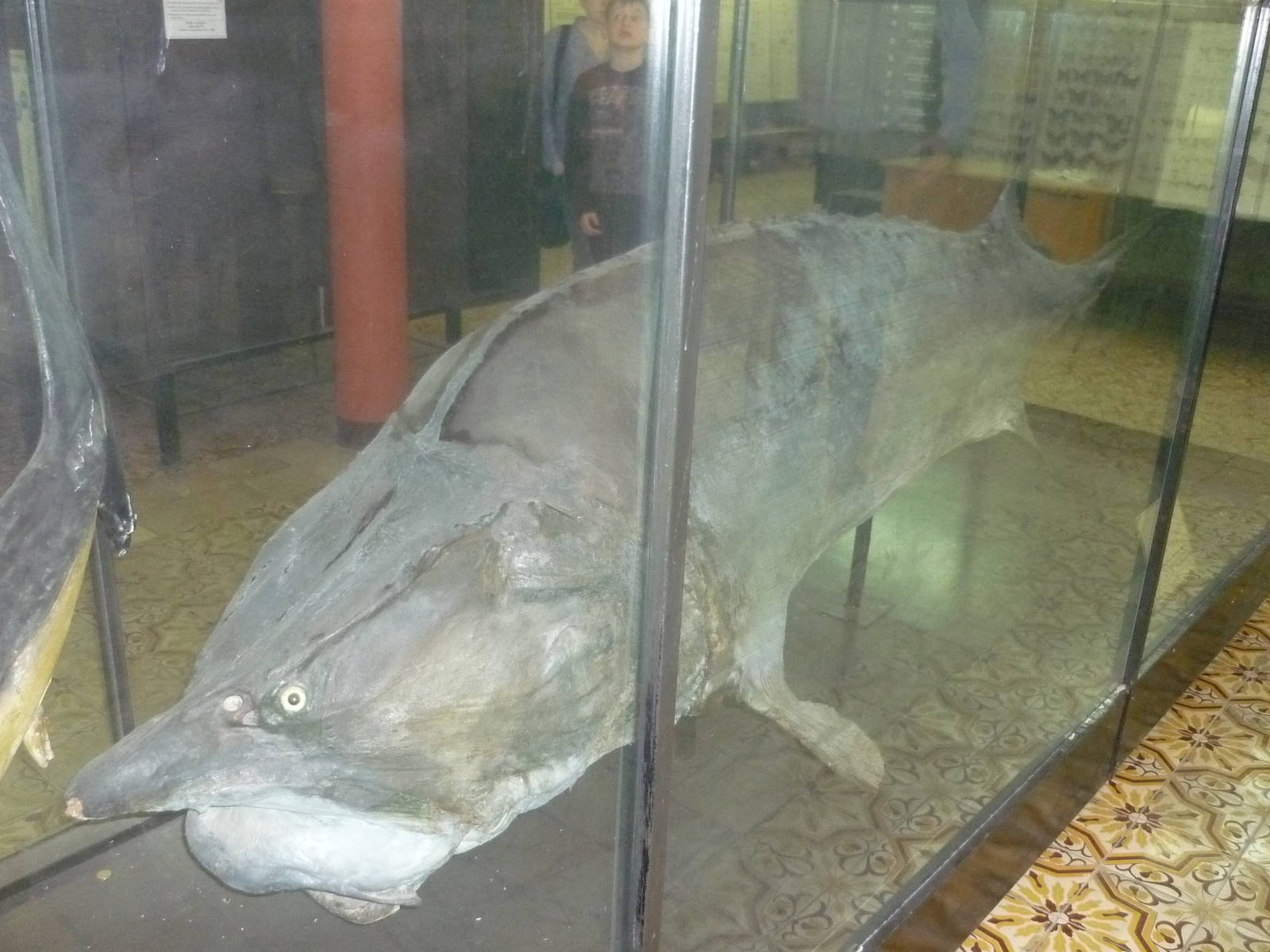 Moscow Zoological Museum