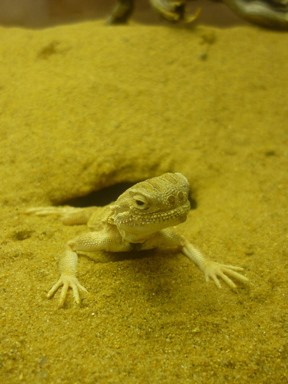 Moscow Zoological Museum