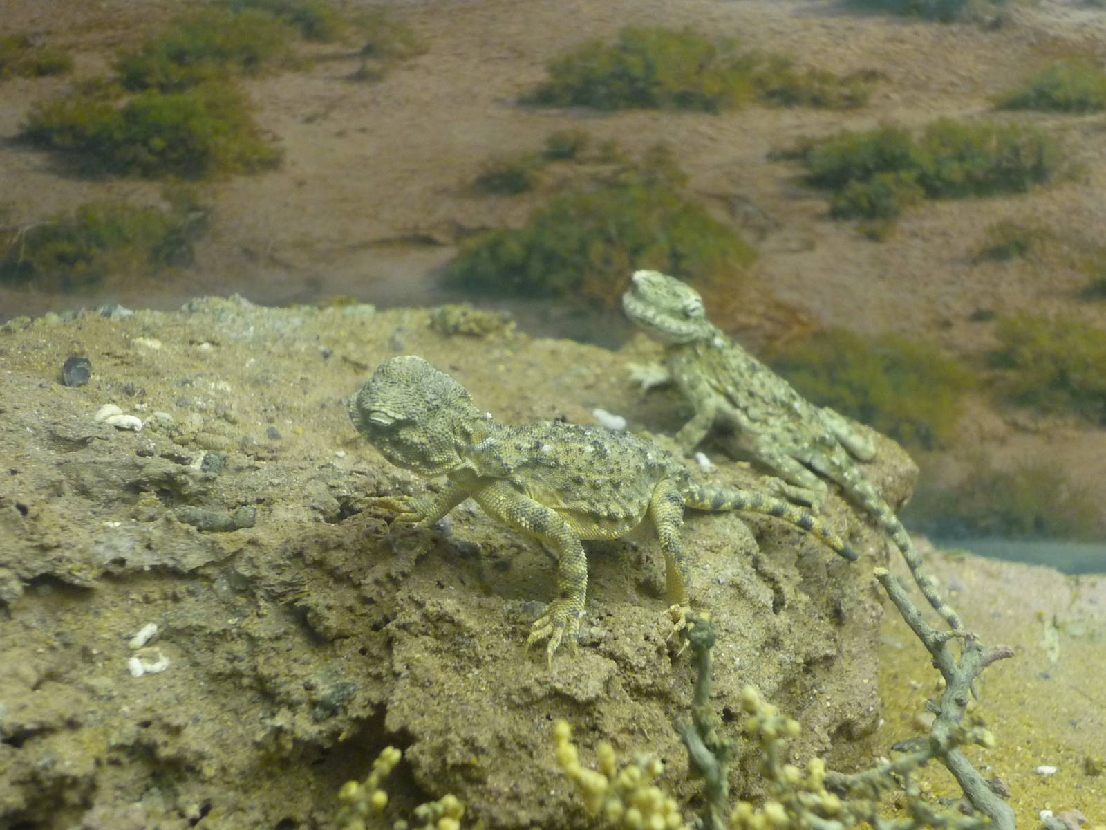 Moscow Zoological Museum