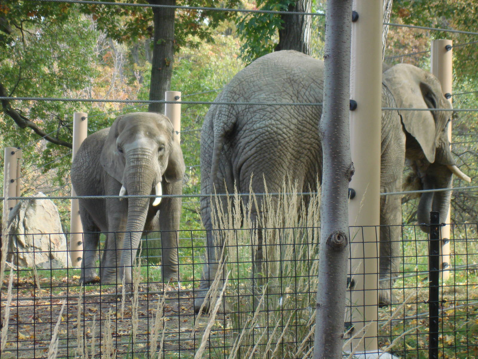 Moshi and Martika in the Mopani Range