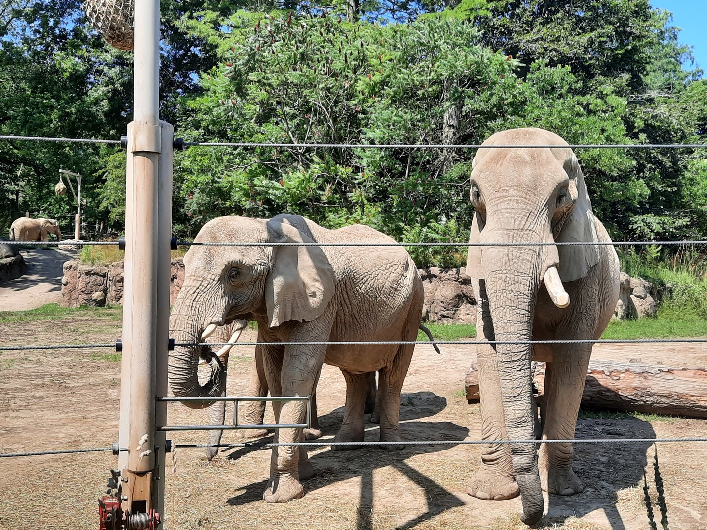 Moshi, Martika, and Willy