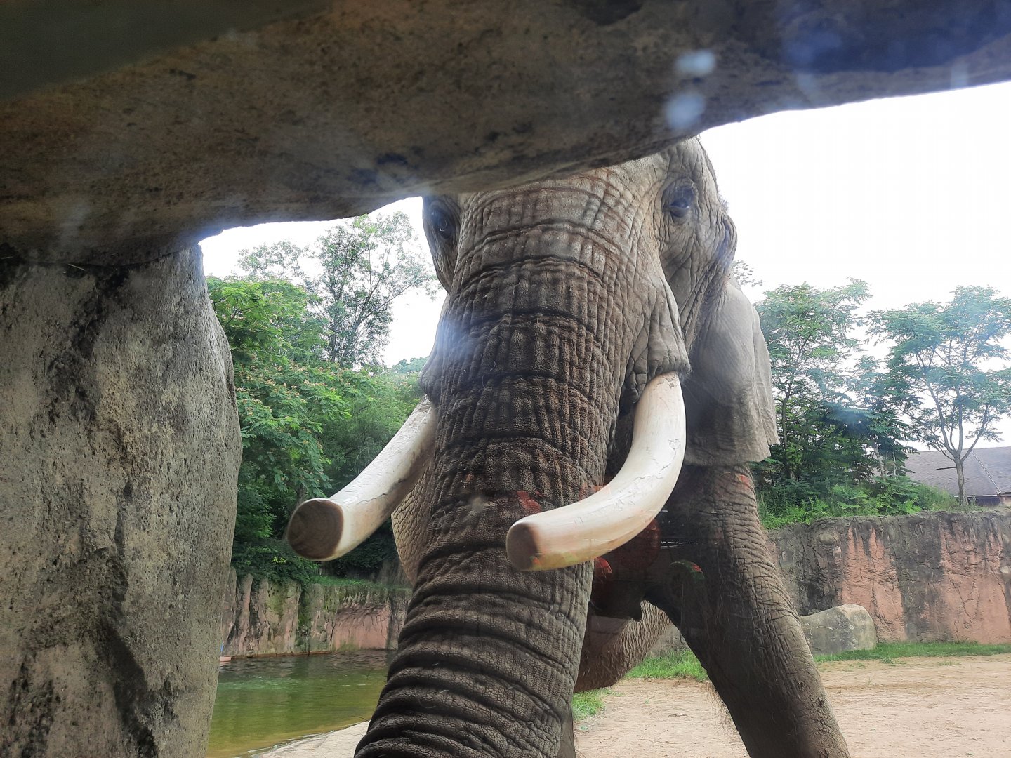 Moshi Trunk/Tusk Close Up