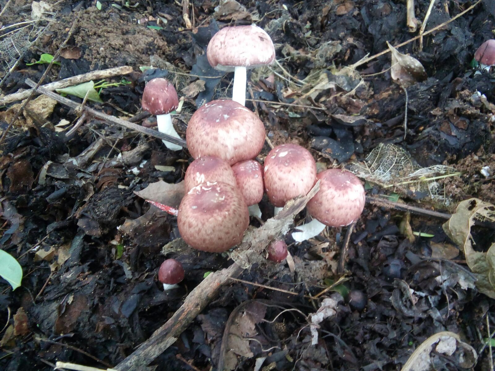 Moshrooms