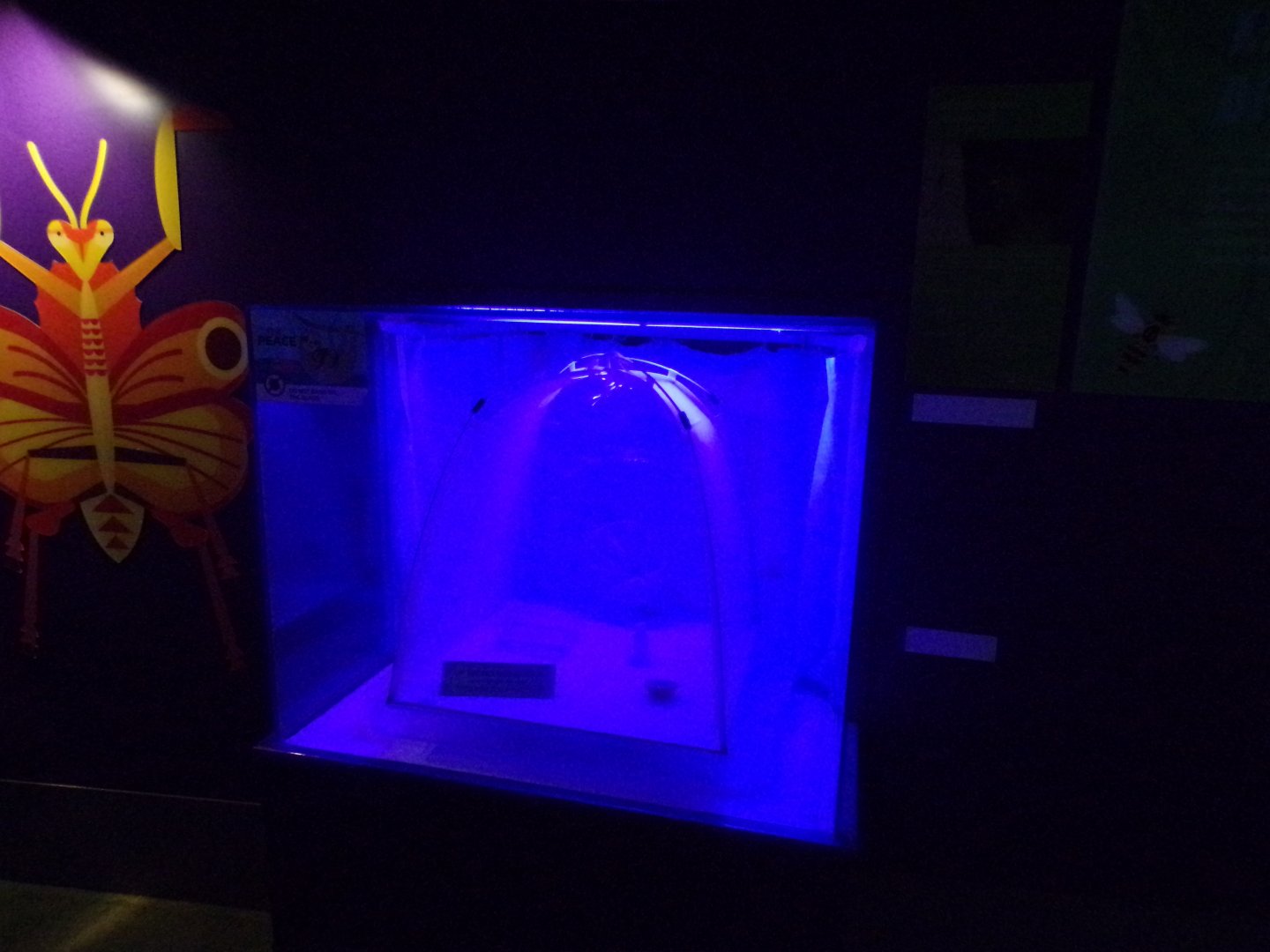 Mosquito exhibit 11.2.25