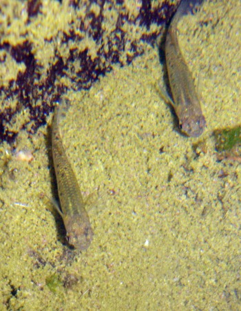 Mosquito fish (Gambusia holbrooki)