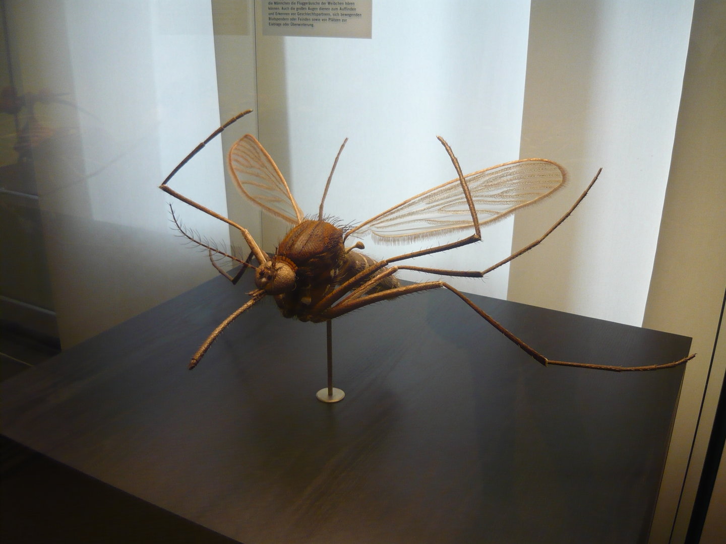 Mosquito model