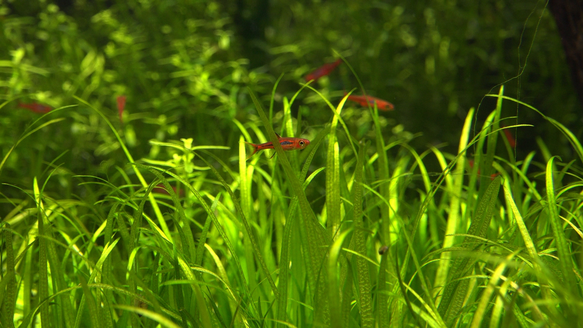 Mosquito Rasbora