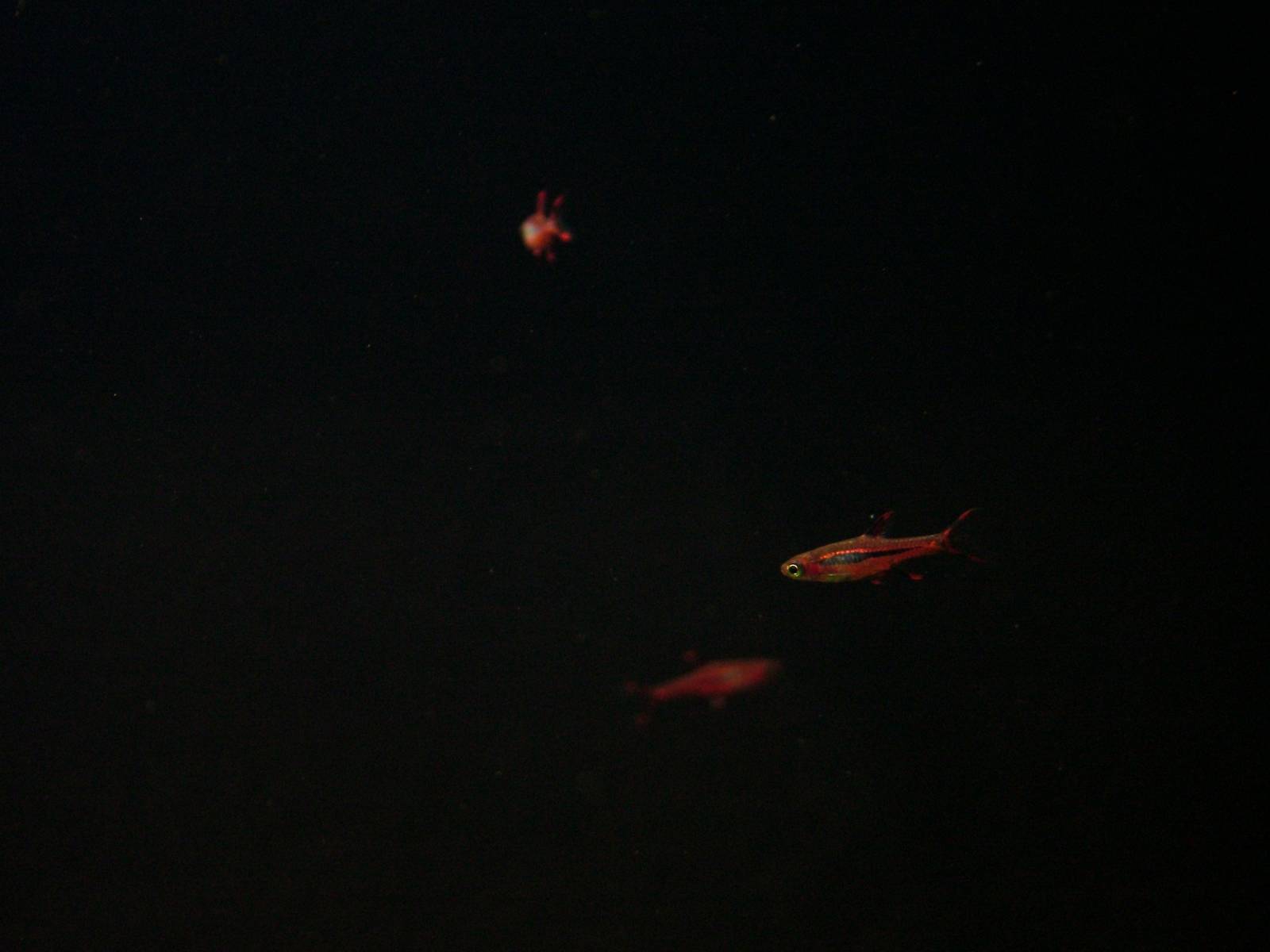 Mosquito Rasboras at The Deep, 29/09/12