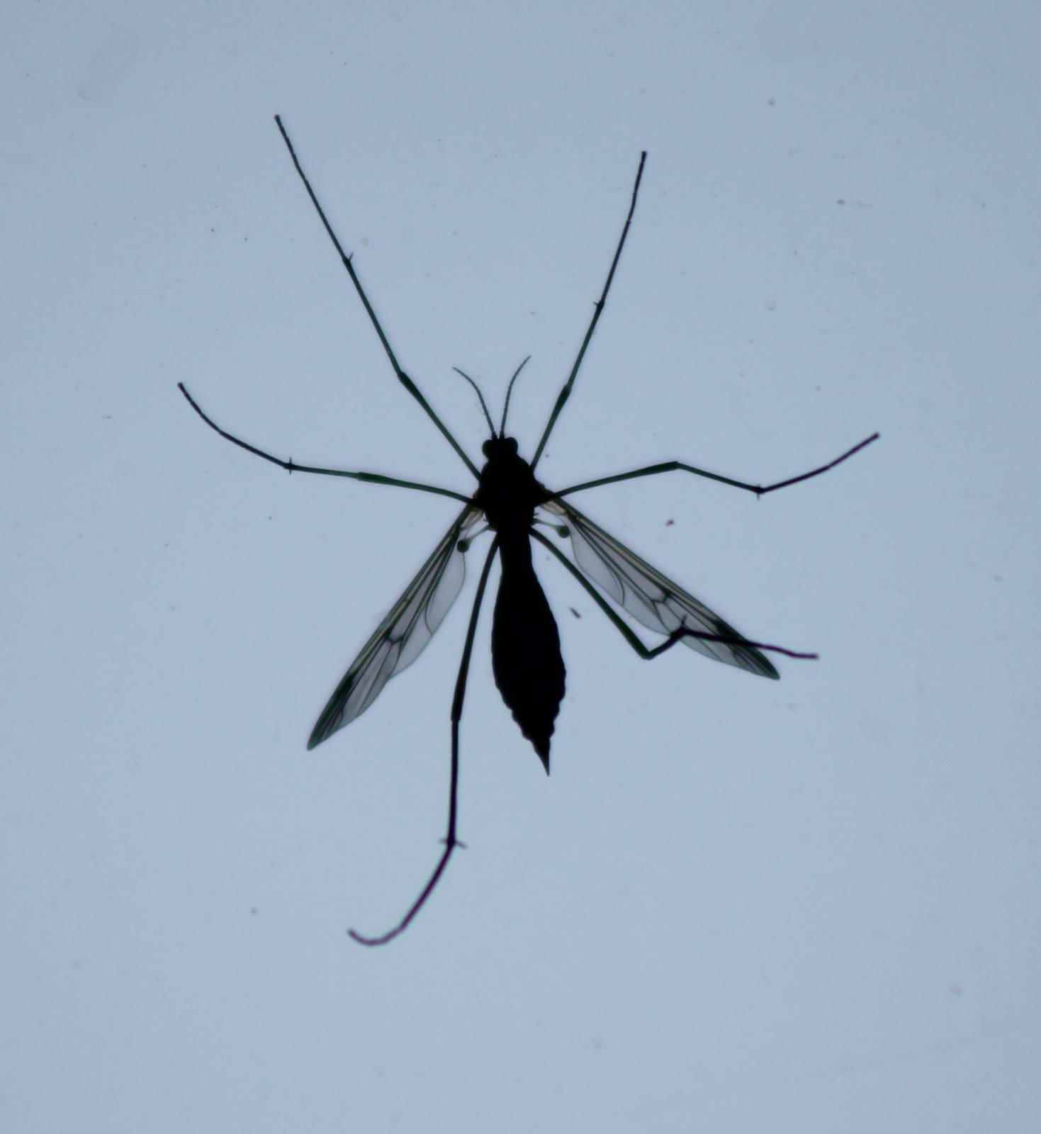 Mosquito species