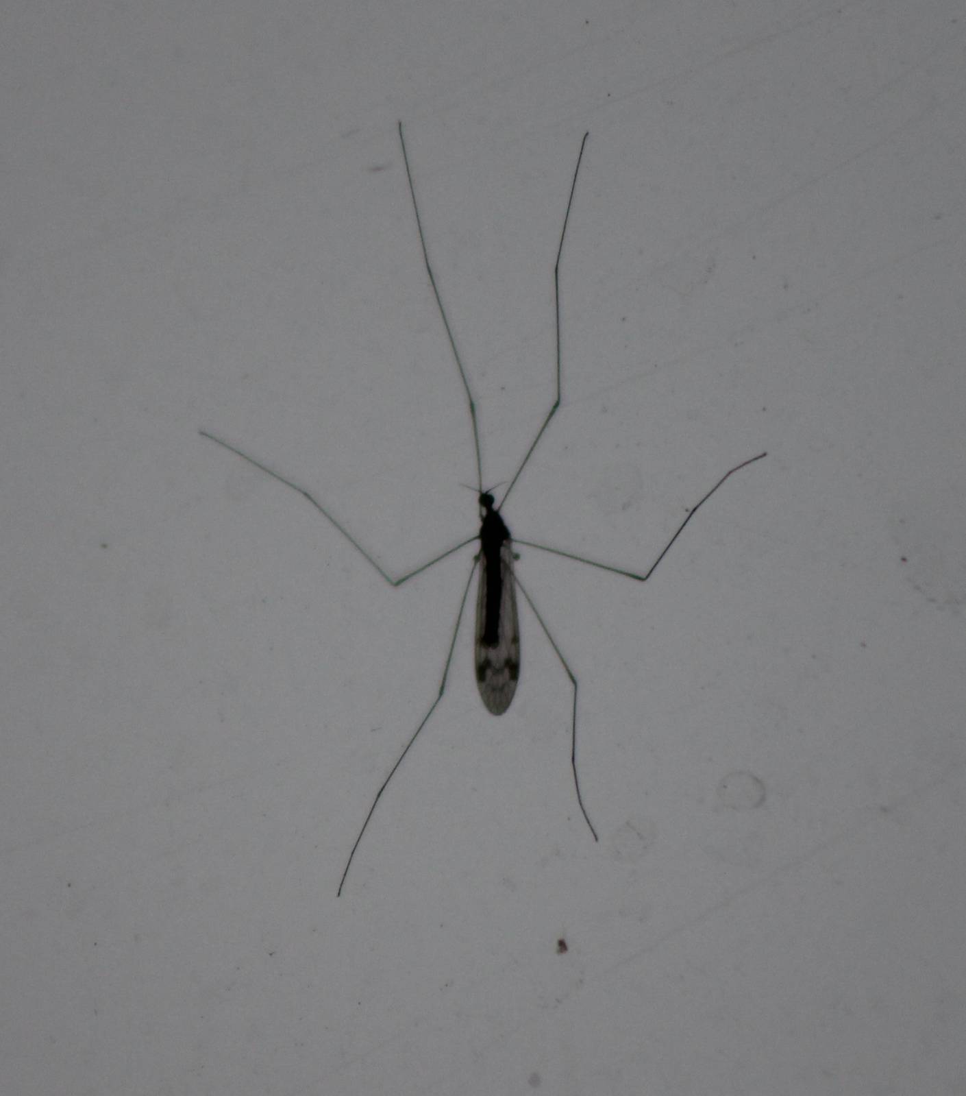 Mosquito species