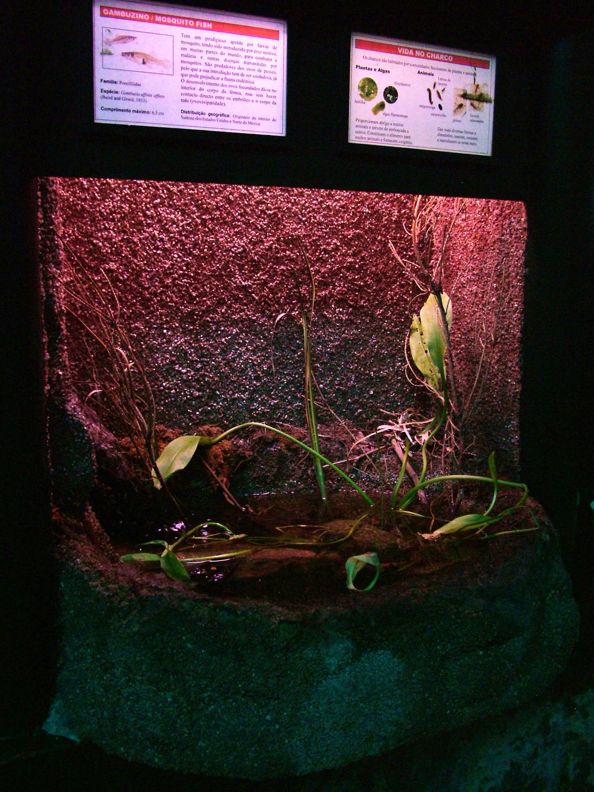Mosquitofish Exhibit at Vasco da Gama Aquarium, 25/05/11