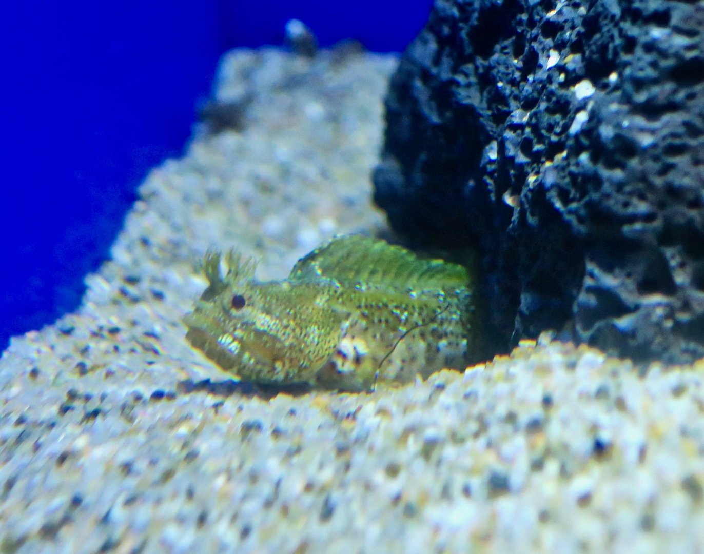 Moss Fringehead (Neoclinus bryope)