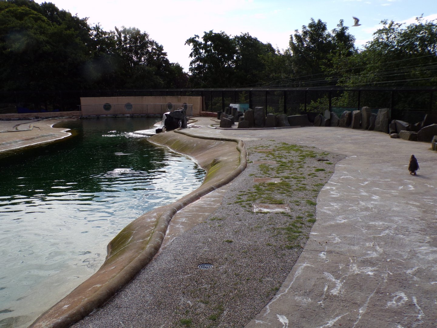 Moss in the Penguin enclosure 19.7.23
