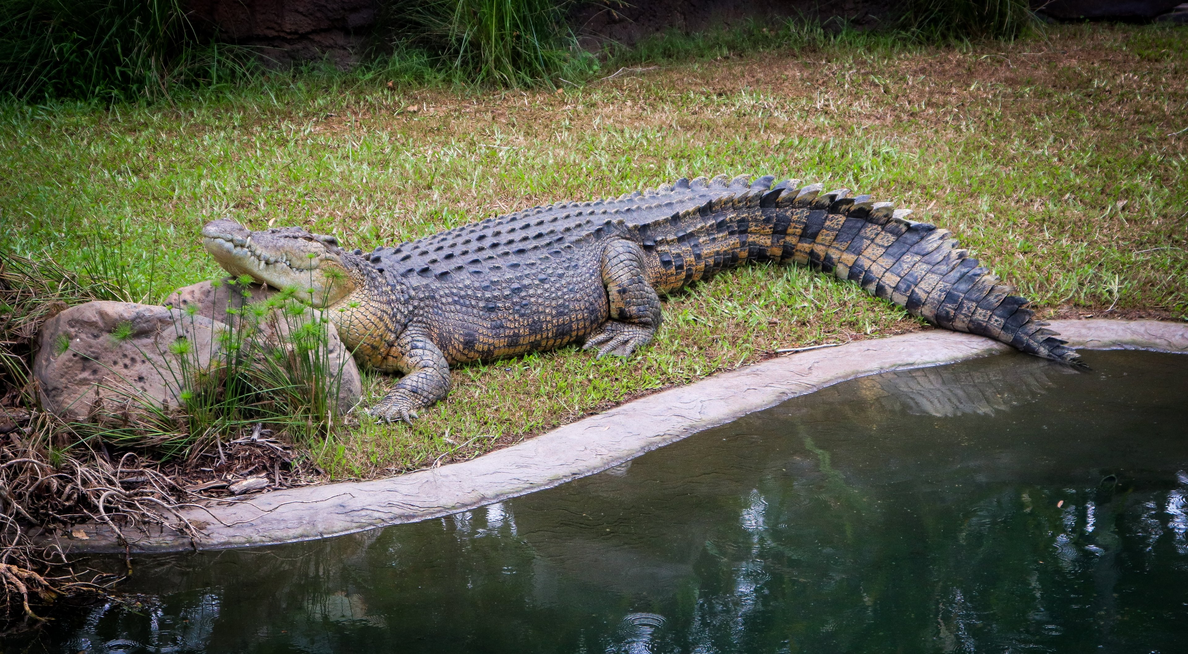 Mossman the Saltwater Crocodile (Crocodylus porosus)