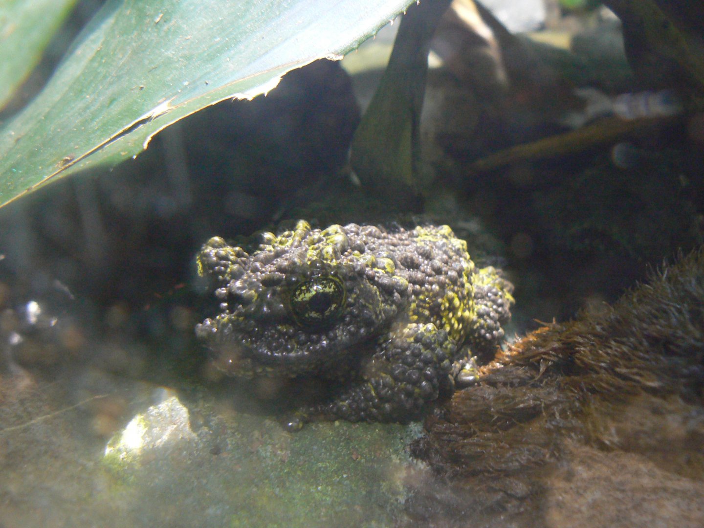 Mossy Frog - 21 March 2018