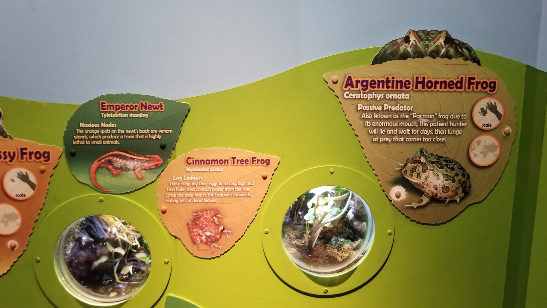 Mossy frog and Horned frog exhibits