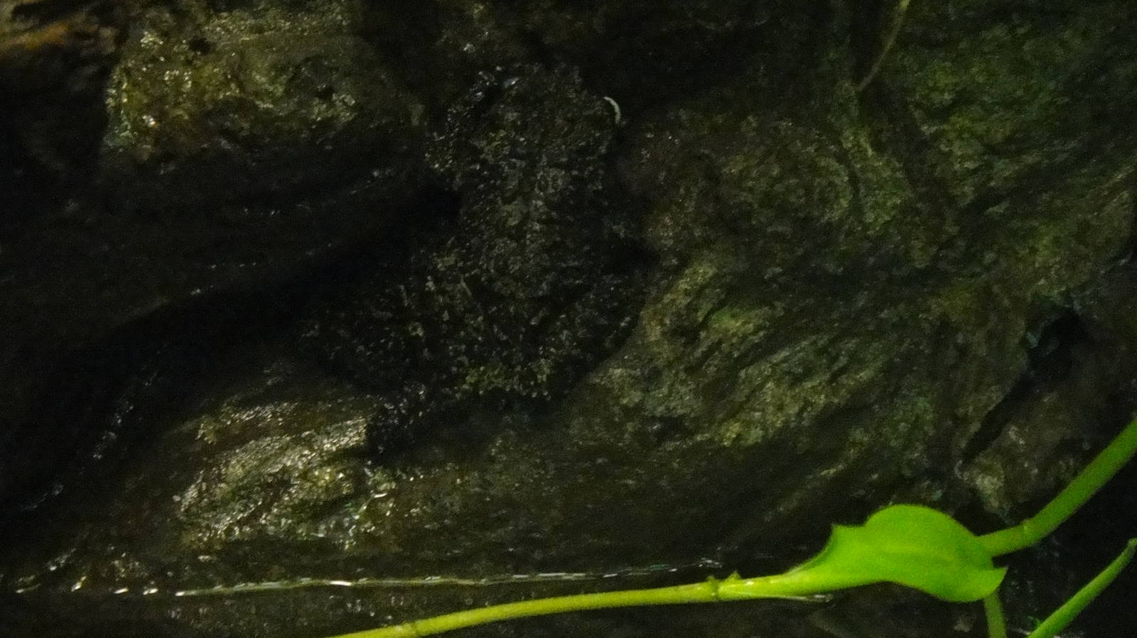 Mossy Frog at Dallas zoo 2015-03-12